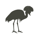 Crested Crane Icon
