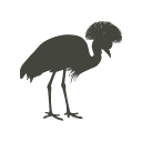 crested-crane Crested Crane Icon