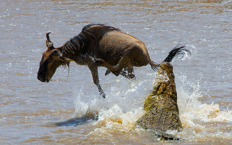 Crocodile Attacking Wildebeest in Mara River