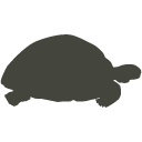 Giant Tortoise Icon