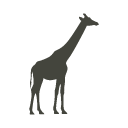 giraffe Giraffe Icon