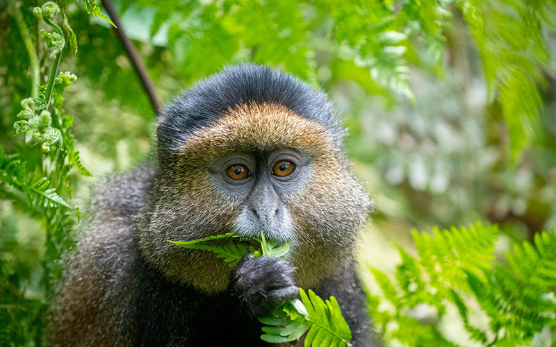Golden Monkey