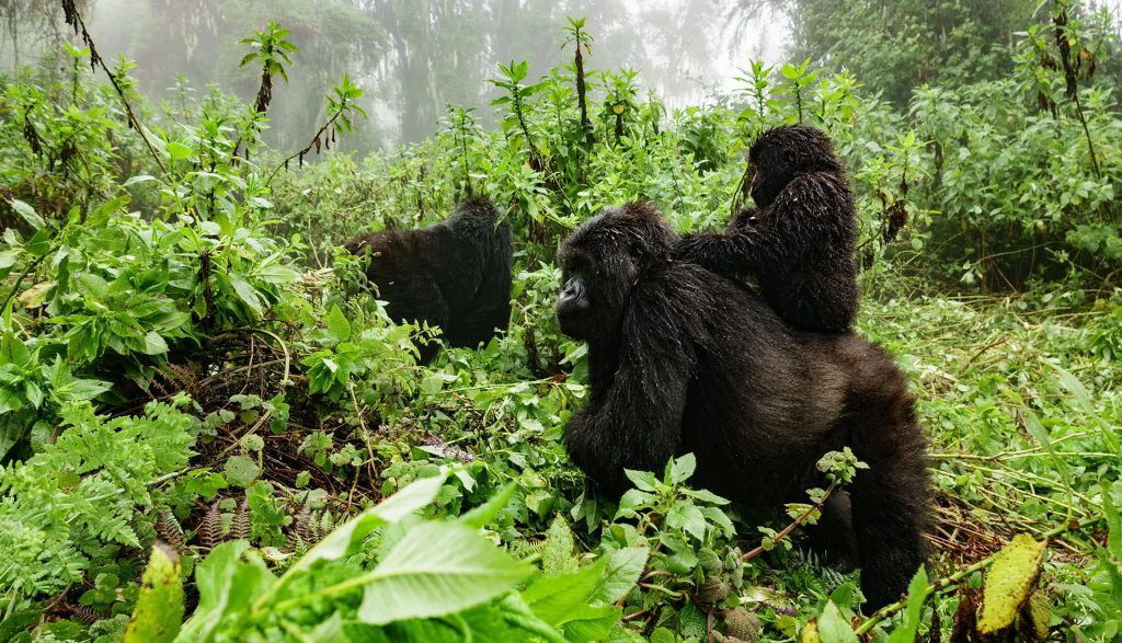 Family of Gorillas in Rwanda