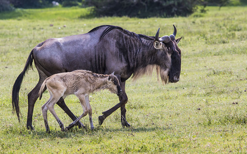A Wildebeest Mother and Newly Born Calf, Ngorongoro Crater, Tanzania