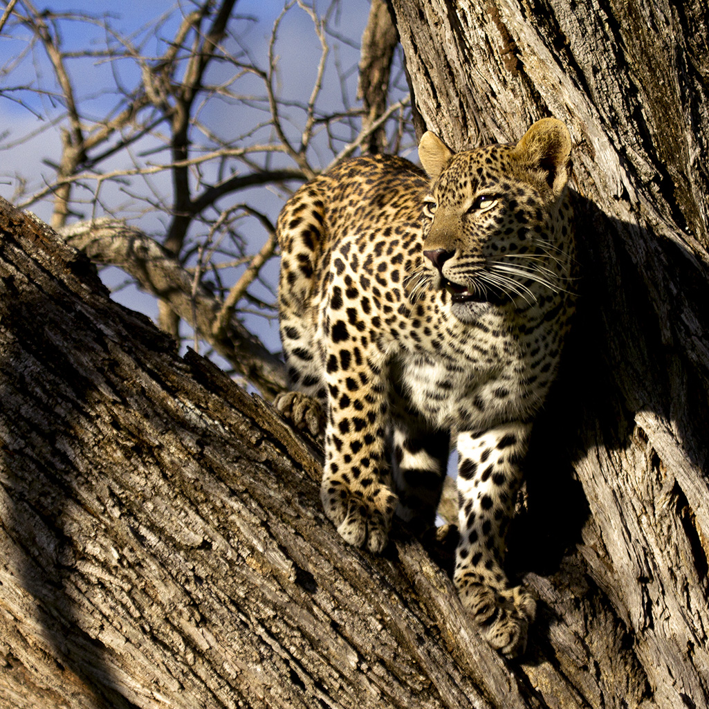 Sabi Sand Game Reserve | South Africa 