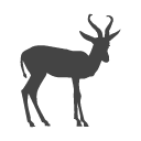 Springbok Icon