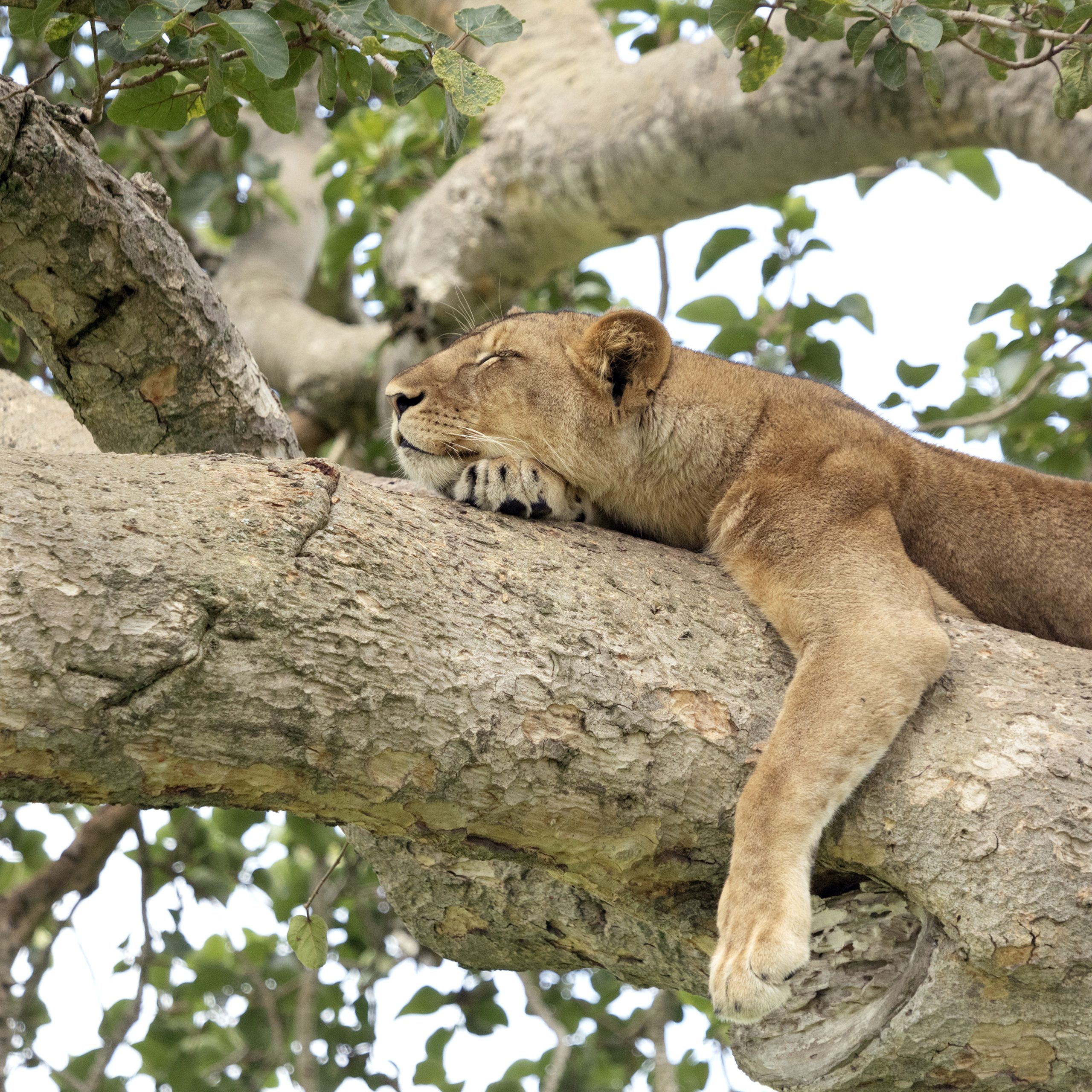 Gorillas, chimps and tree-climbing lions