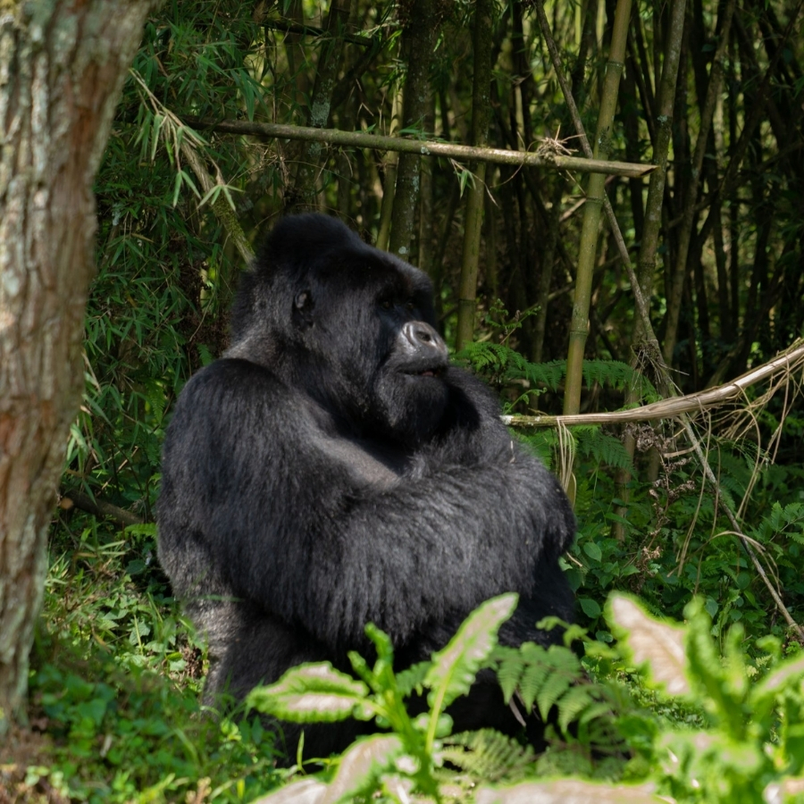 Mountain Gorillas