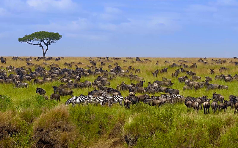 Big Herd of Wildebeest in the Savannah
