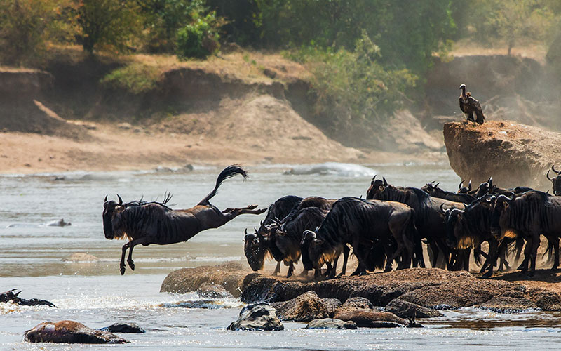 Wildebeests Jumping into Mara River