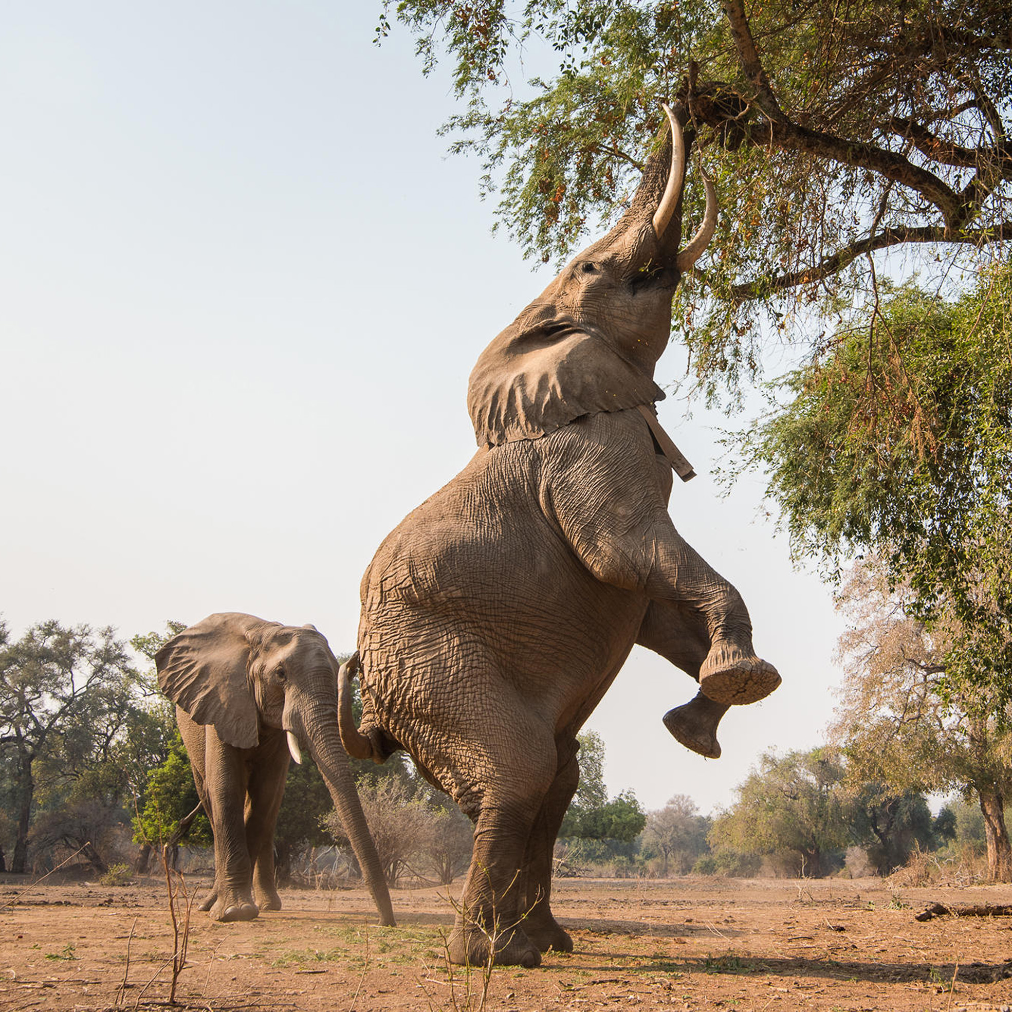 Victoria Falls to Ancient Wilderness