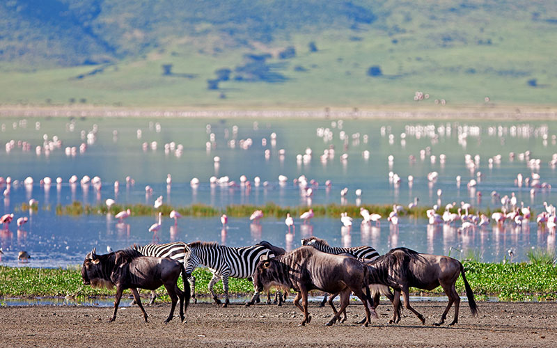 Zebras and Wildebeest Walking Along Lake in the Ngorongoro Crater, Tanzania