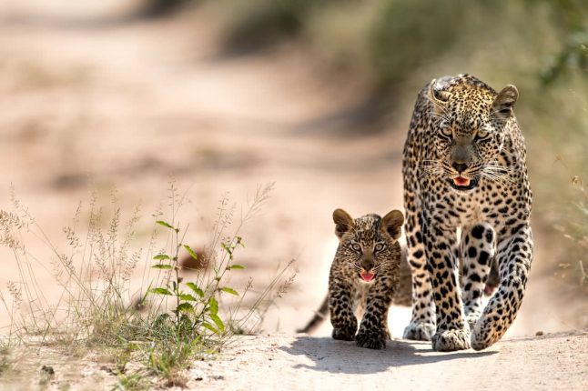 Leopard, Sabi Sand Game Reserve, South Africa