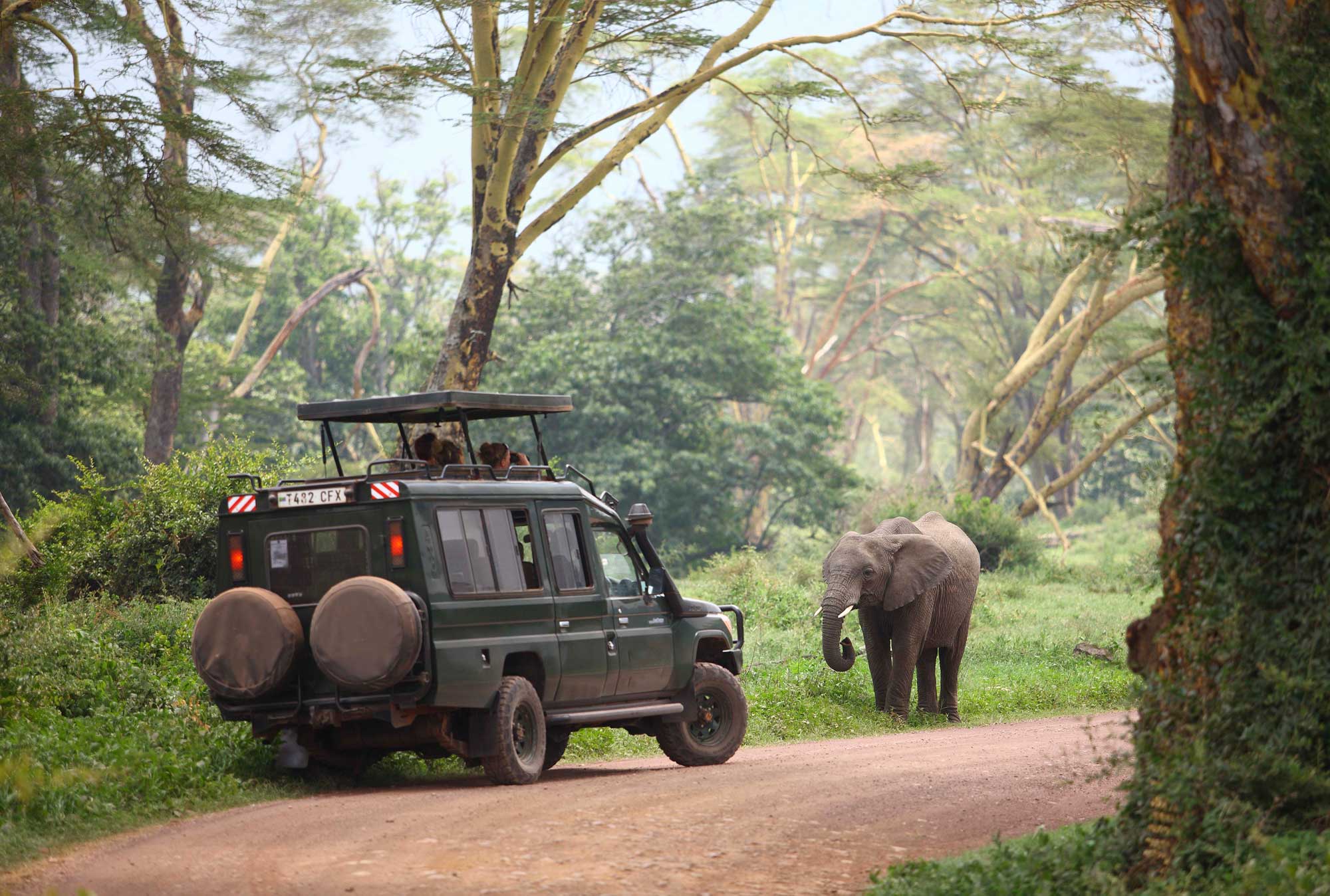 Ngorongoro Crater game drive finding an elephant on the road