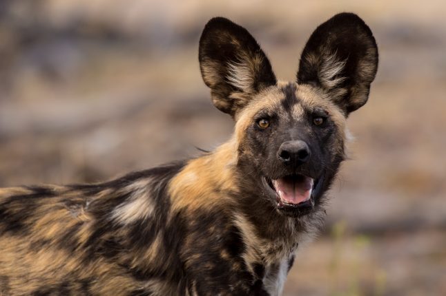 african-wild-dog african-wild-dog
