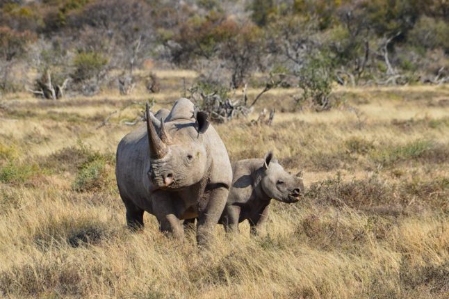 black-rhinos-in-sa