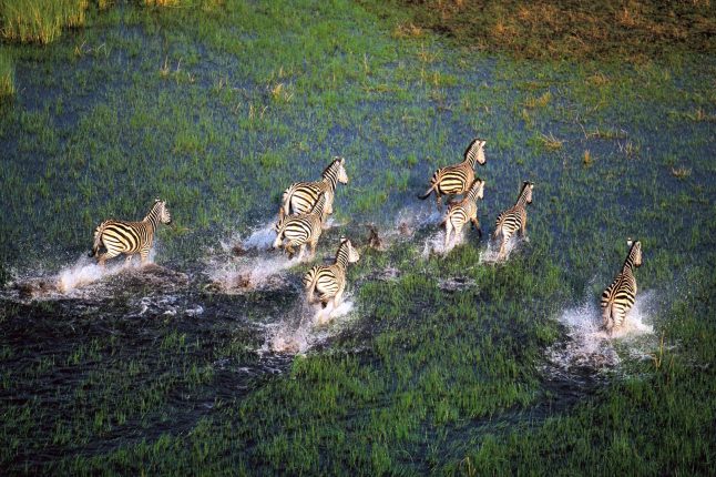 activities-scenic-helicopter-flight-zebras-over-a-channel-in-the-okavango-delta activities-scenic-helicopter-flight-zebras-over-a-channel-in-the-okavango-delta