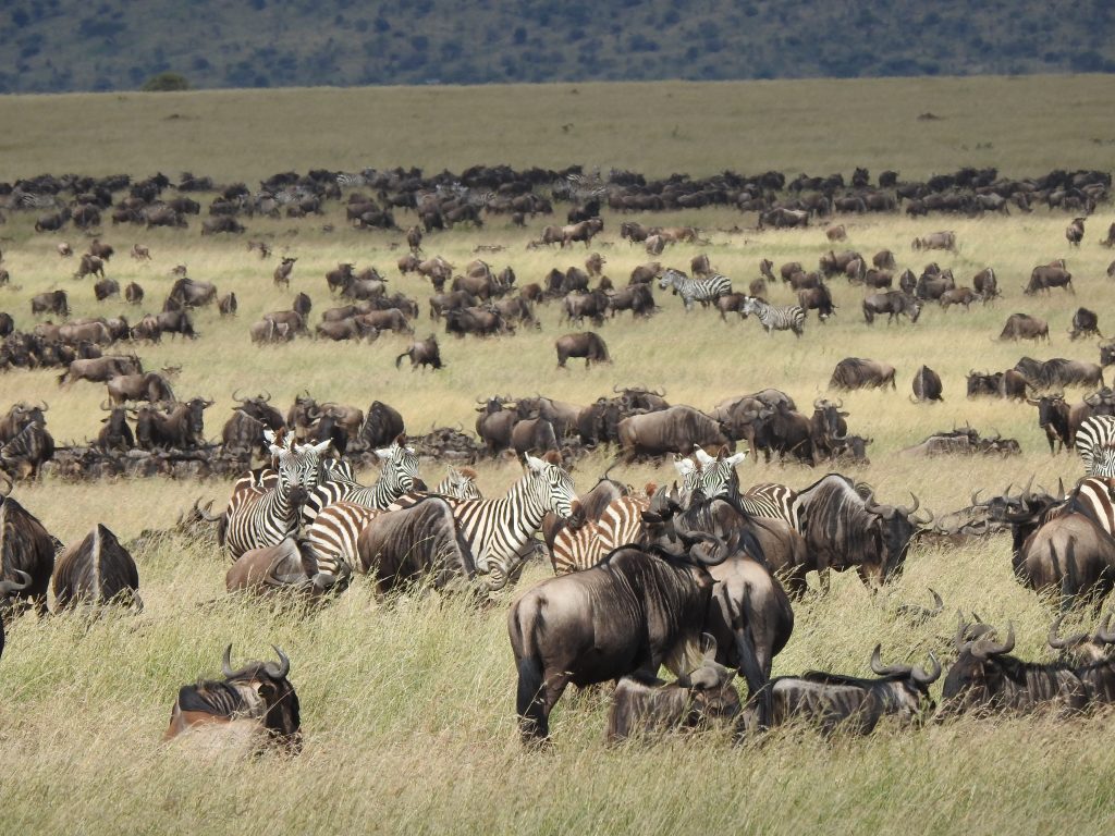 high season of tourism in tanzania