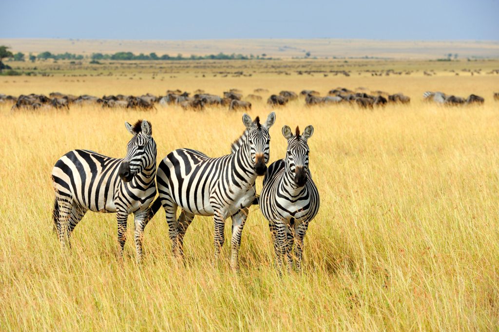 high season of tourism in tanzania