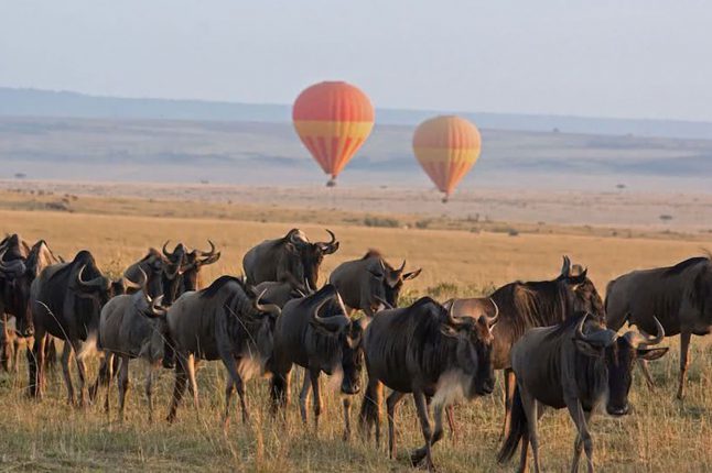 Hot air balloons watching the Great Wildebeest Migration