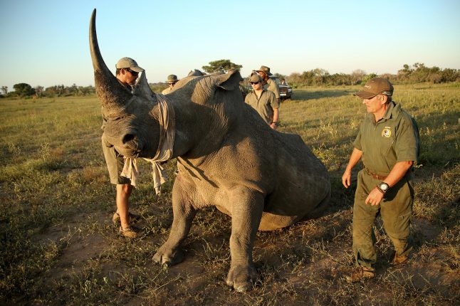 SHARKS RUGBY TEAM HELP DEHORN PHINDA RHINO
