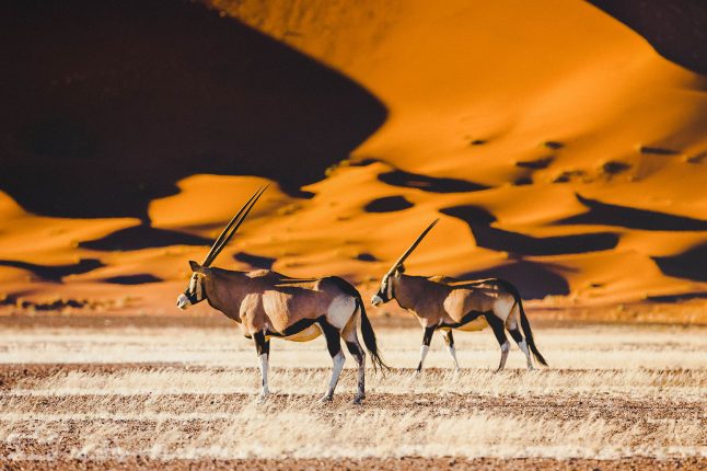 ea-v-sa-blog-namibia-antelope