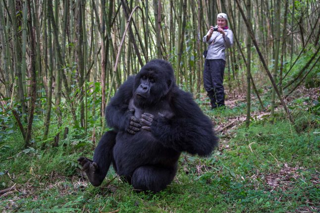 honeymoon-and-romance-trip-type_primate-trekking honeymoon-and-romance-trip-type_primate-trekking