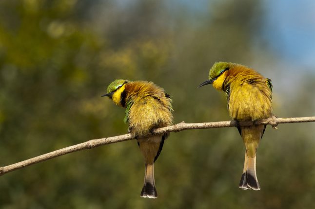 special-interests-birding special-interests-birding