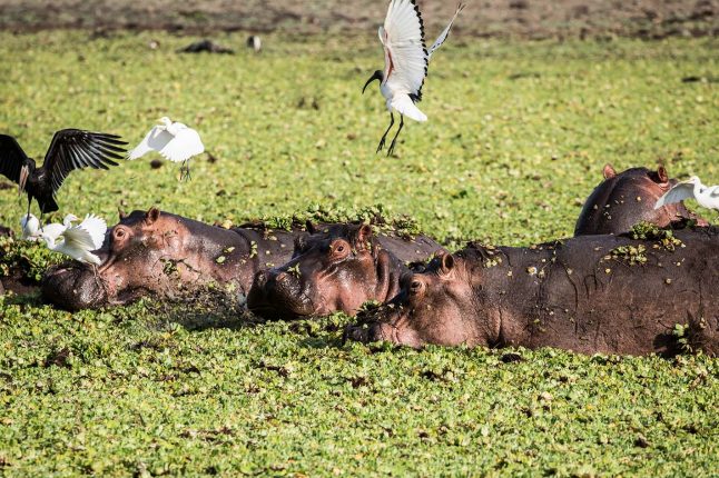 Sand Rivers Camp - Selous Game Reserve - Tanzania