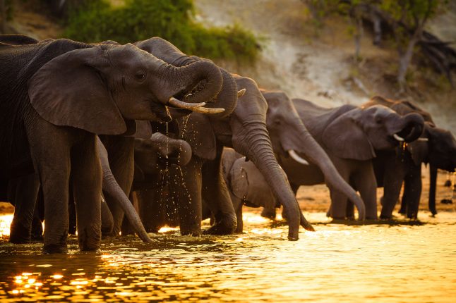 best-places-in-africa-to-see-elephants-chobe-elephant-herd