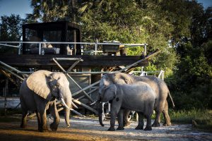 treehouse safari stay