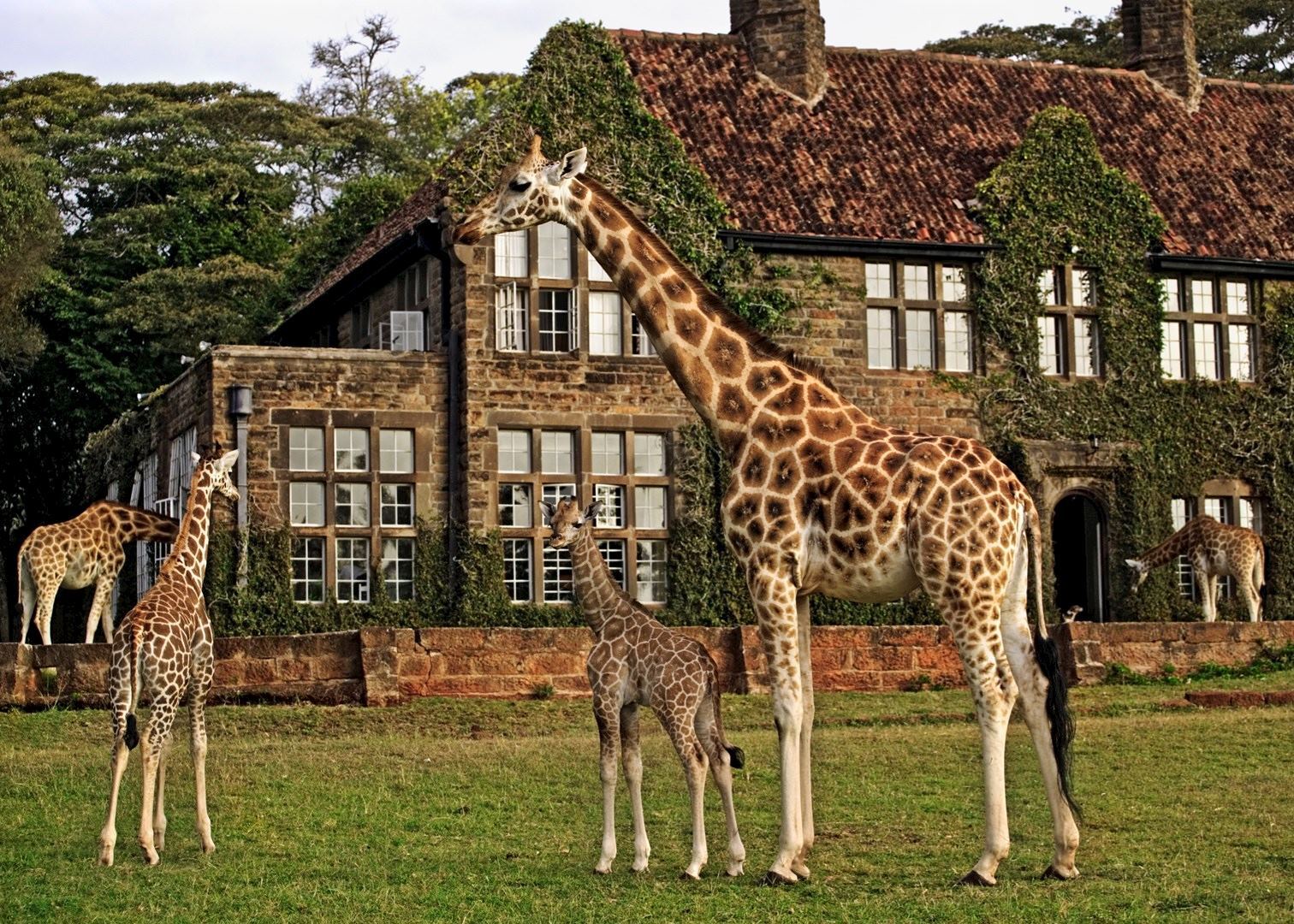 A group of giraffes outside the Giraffe Manor in Nairobi
