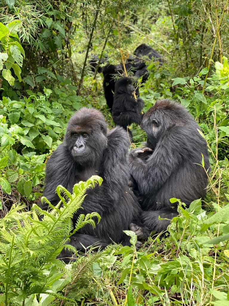 gorilla-ubuntu-travel