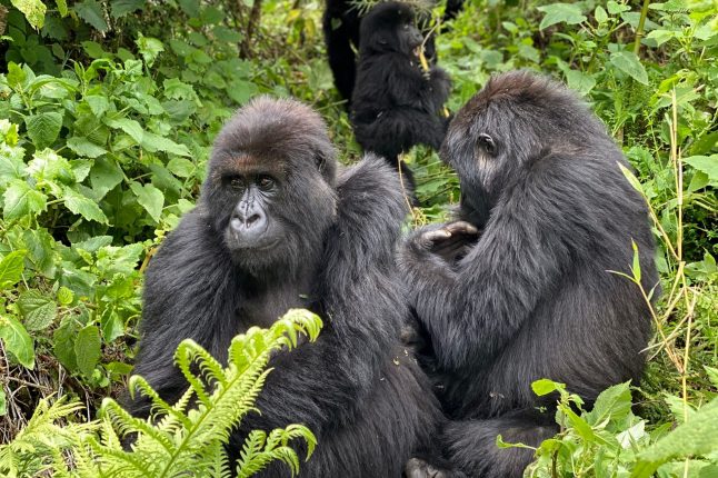 gorilla-ubuntu-travel