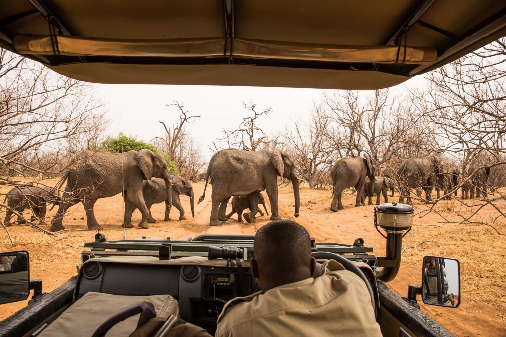 Sustainable Safari In South Africa