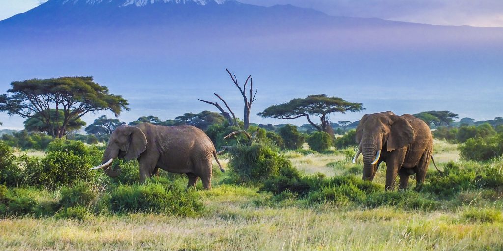 what-safari-travel-will-look-like-in-2021-banner-tanzania