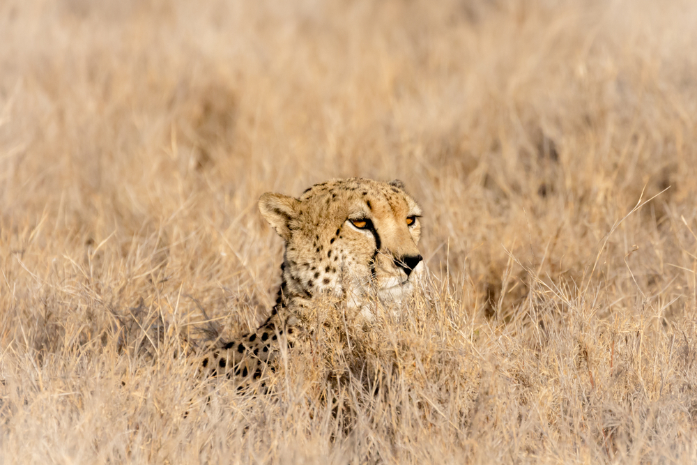 Lewa Conservancy Kenya