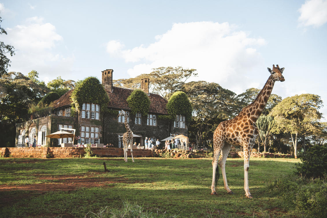 A giraffe grazing outside Giraffe Manor in Nairobi