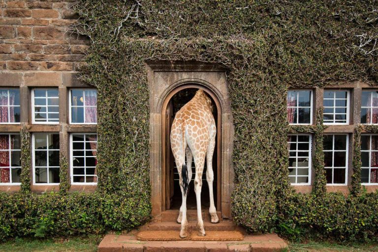 A giraffe walking through one of the large doors at Giraffe Manor