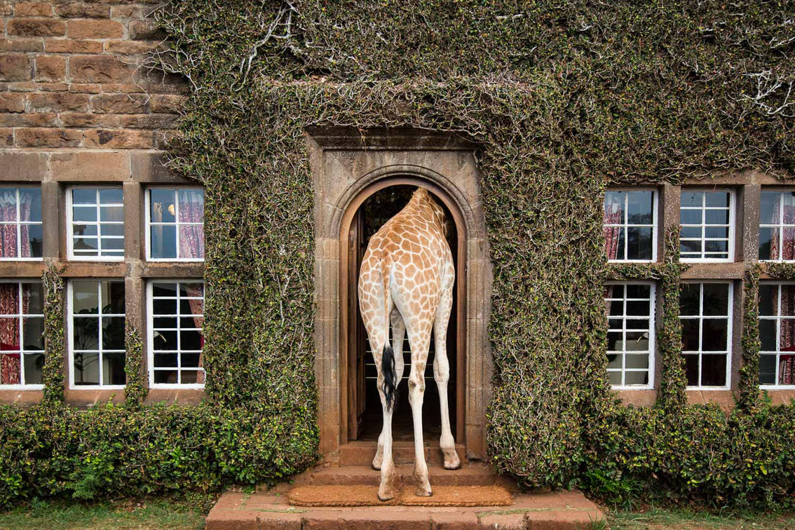 A giraffe walking through one of the large doors at Giraffe Manor