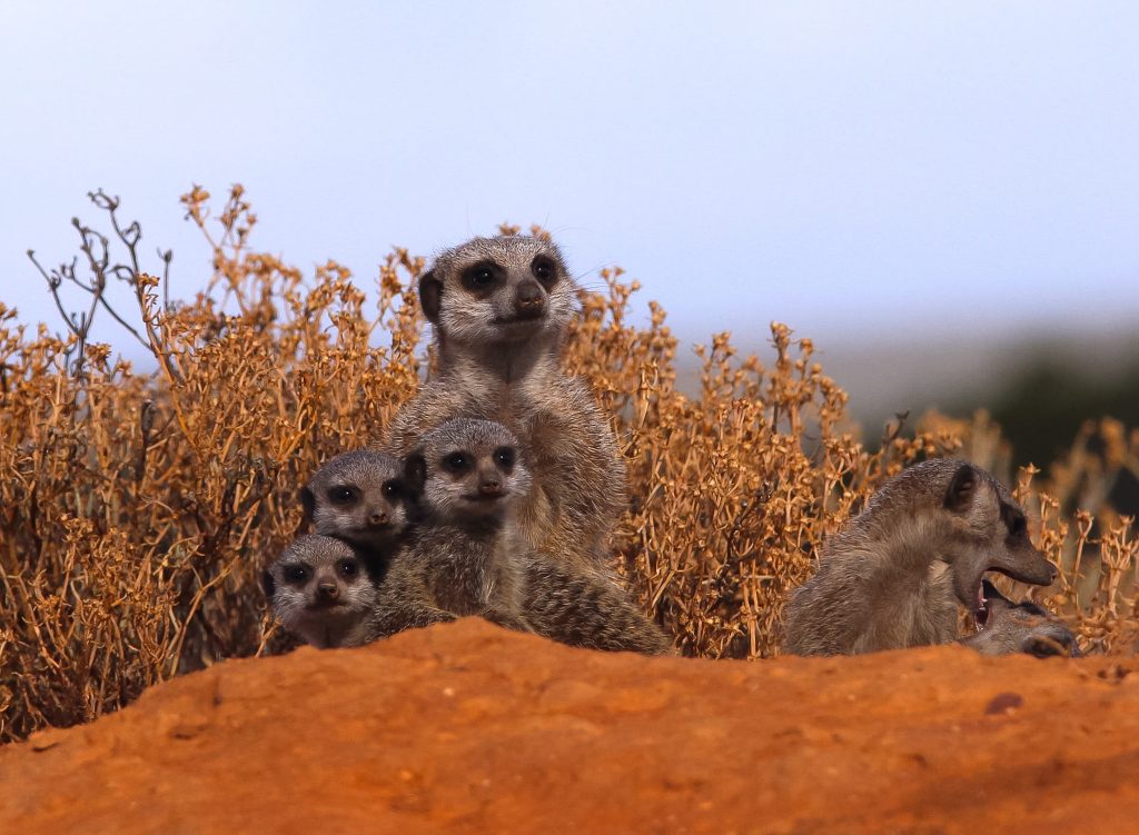 Meerkats in Botswana | Ubuntu Travel