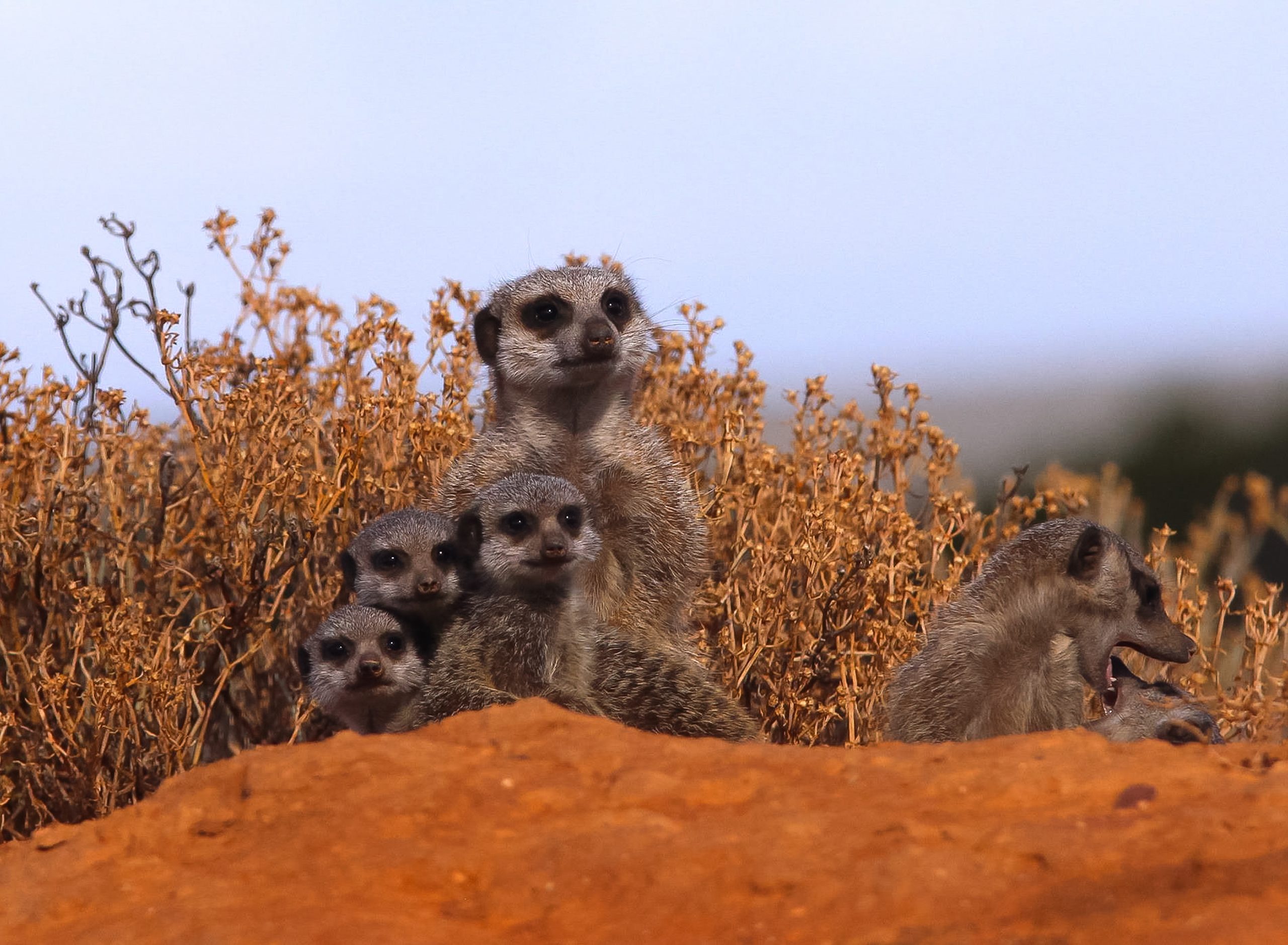 How To Visit The Meerkats In The Kalahari Desert Ubuntu Travel Group