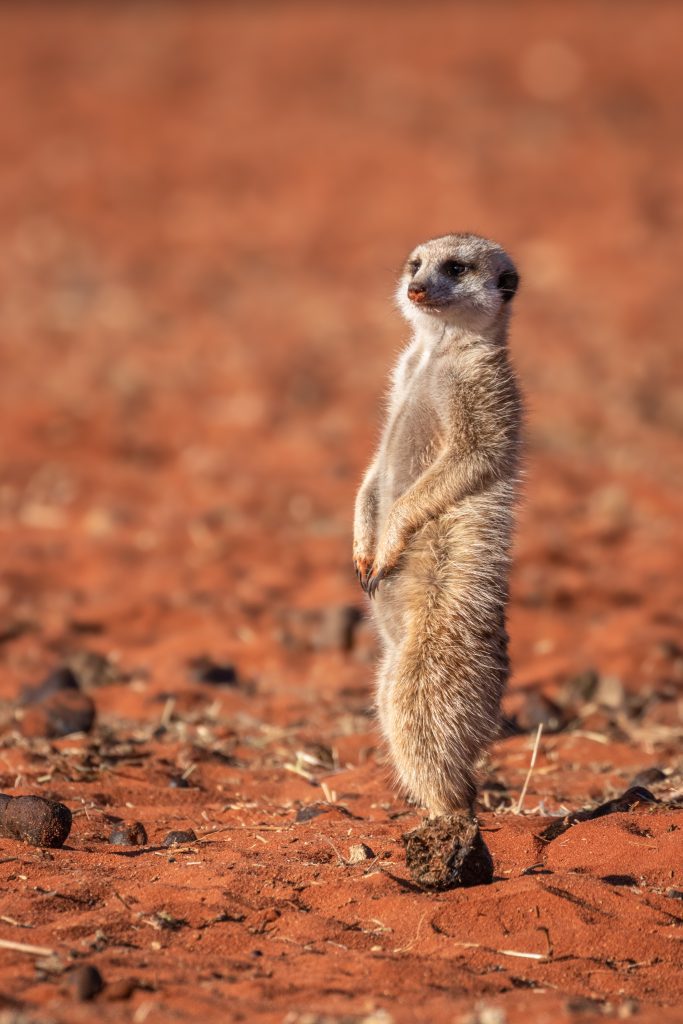 How to Visit the Meerkats in the Kalahari Desert | Ubuntu Travel Group
