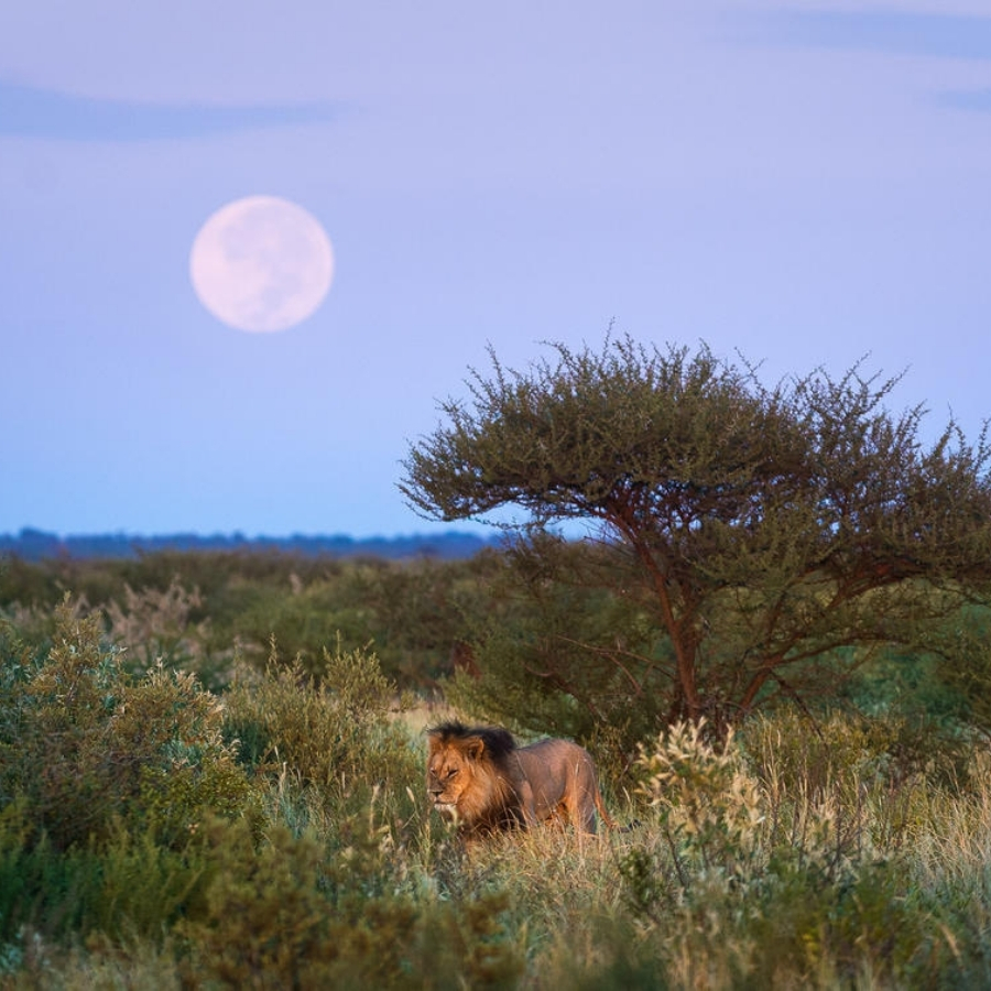 Kalahari Desert