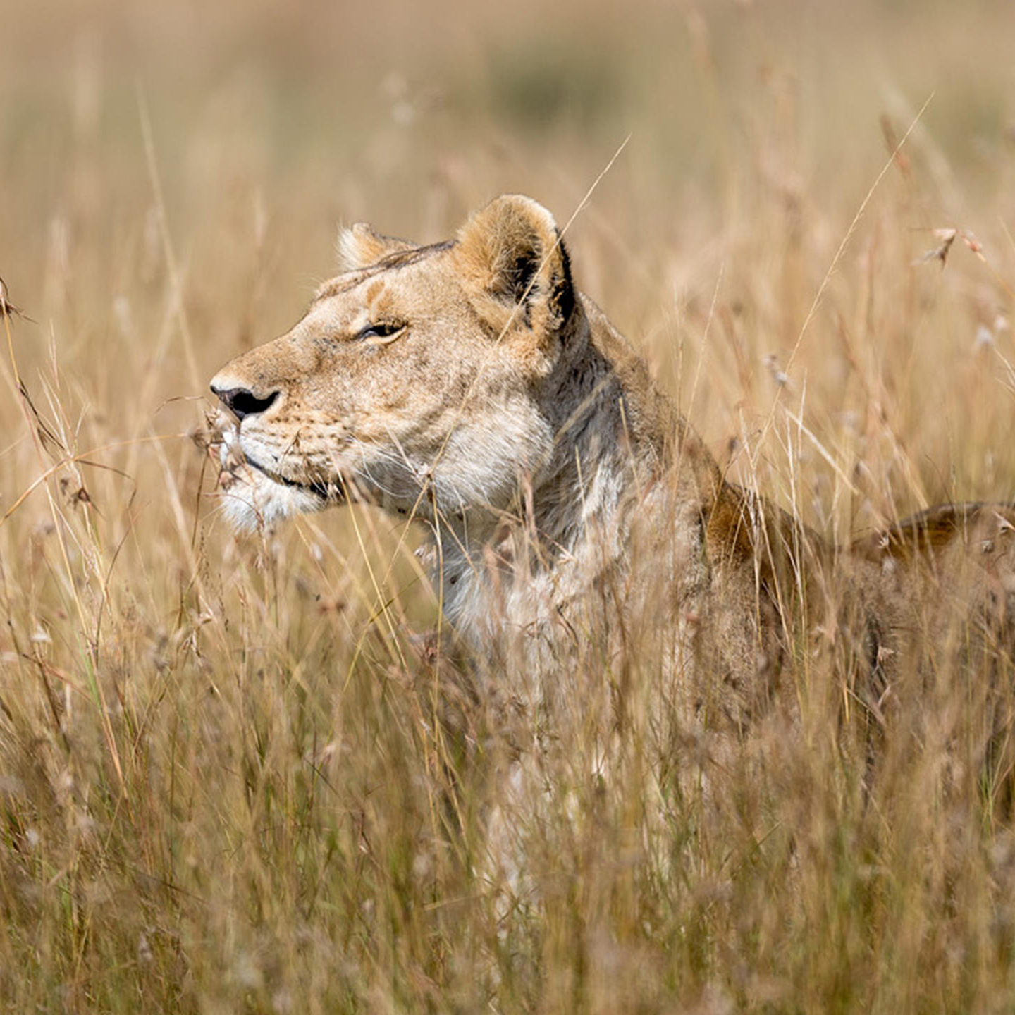 Northern Serengeti