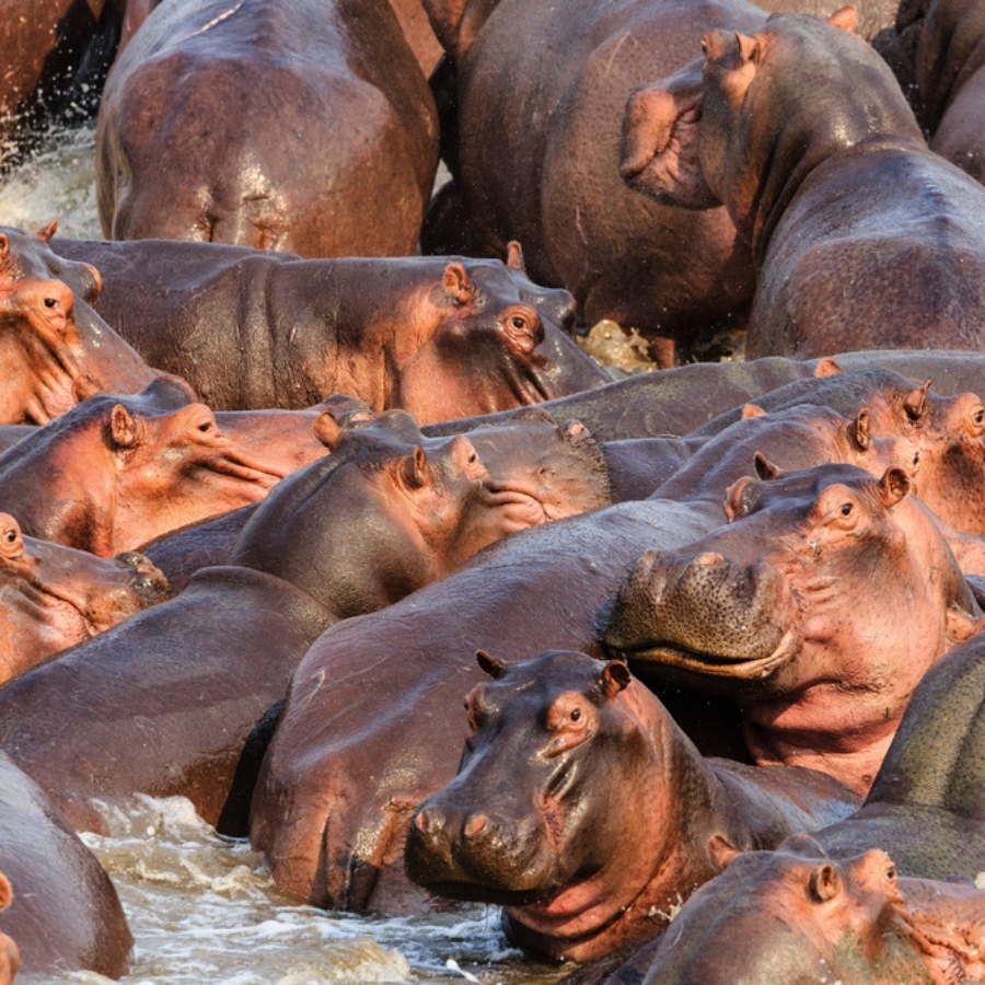 Luangwa National Park