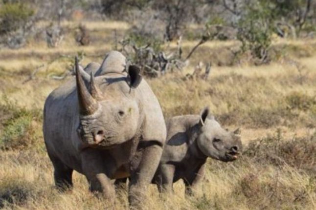 Namibia flying safari