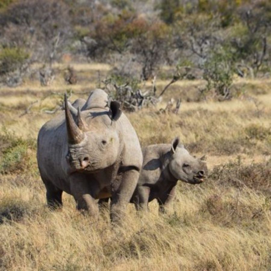 Sabi Sand Game Reserve