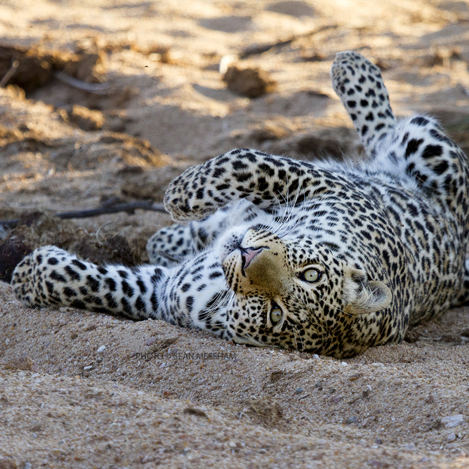 Greater Kruger Safari 