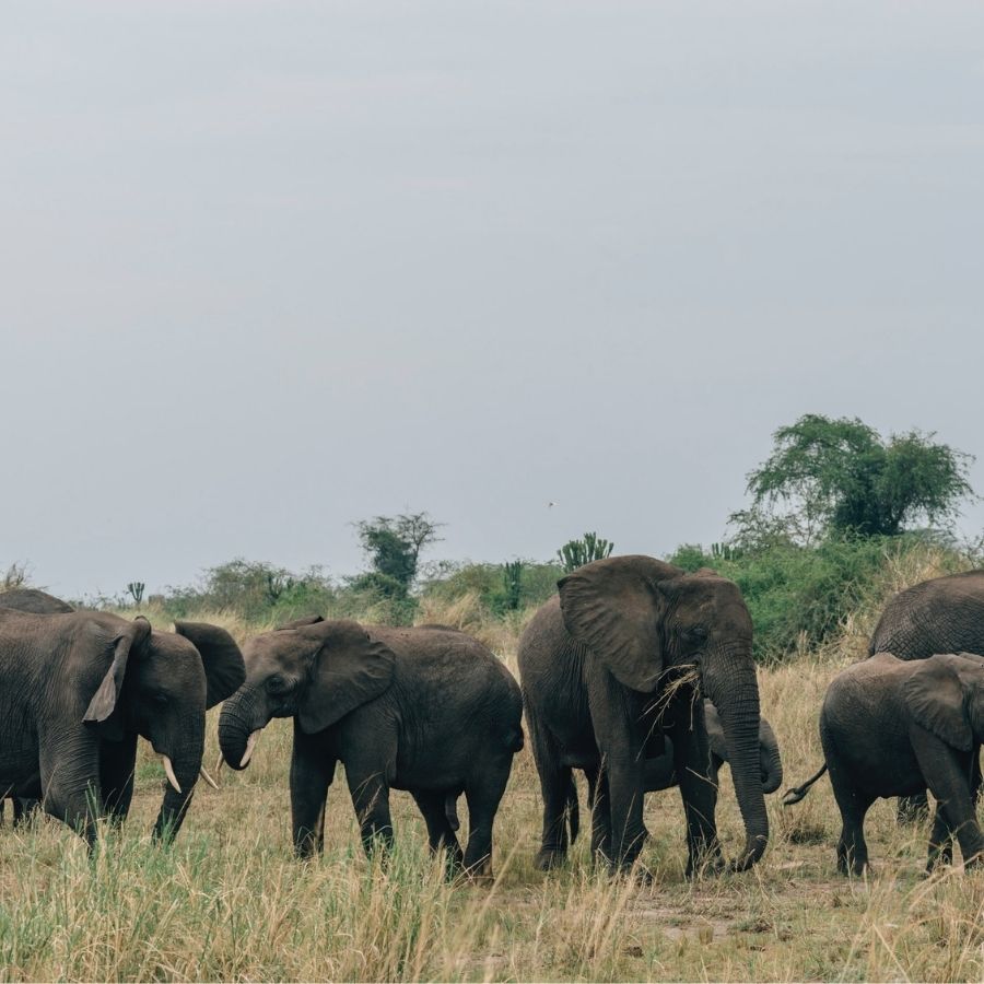 Queen Elizabeth National Park